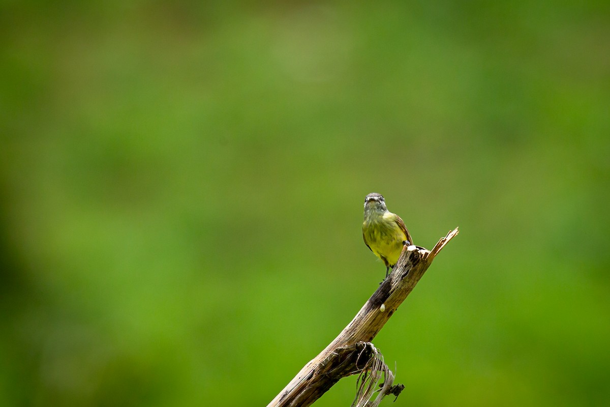 Sooty-headed Tyrannulet - ML641612352