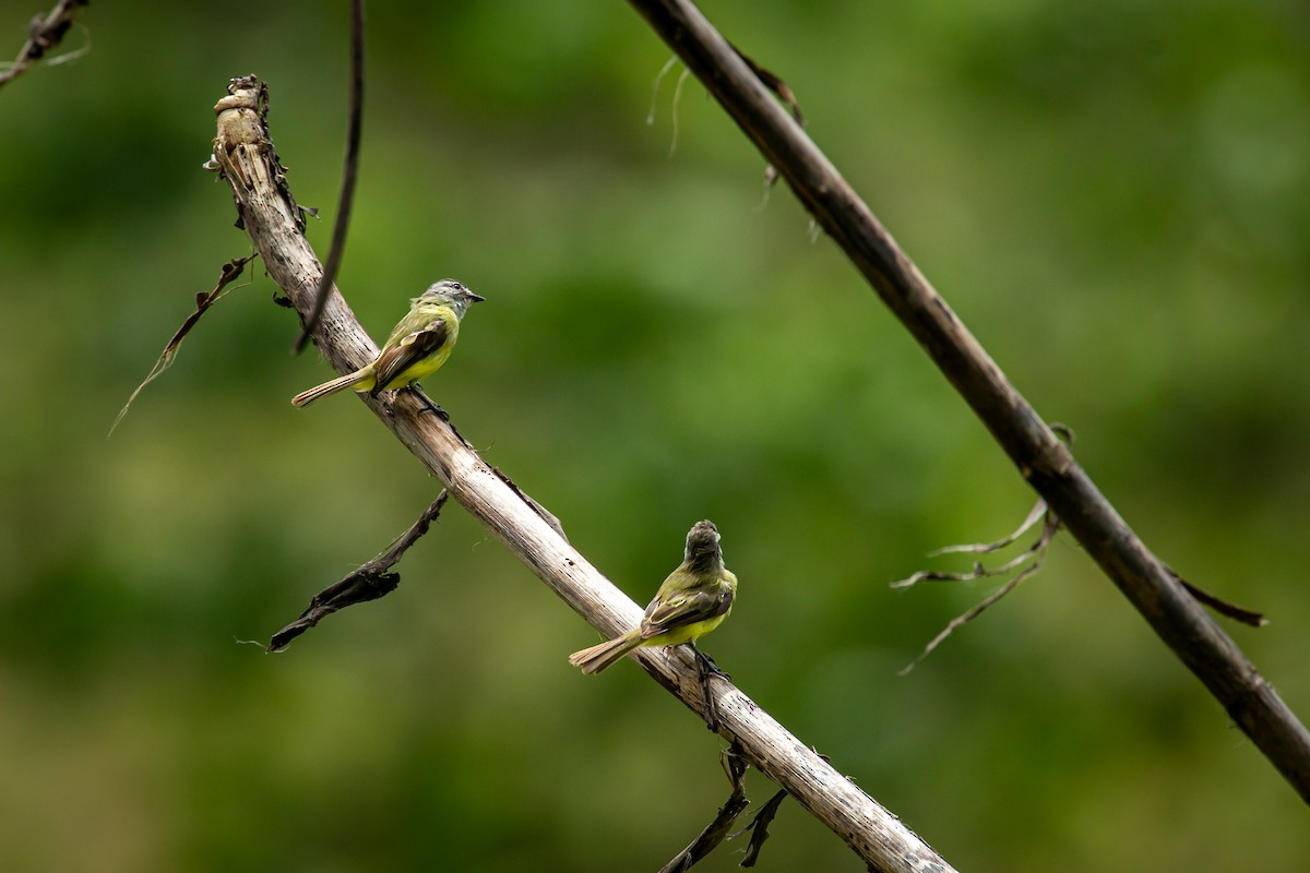 Sooty-headed Tyrannulet - ML641612353