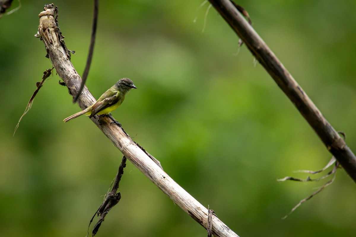 Sooty-headed Tyrannulet - ML641612354