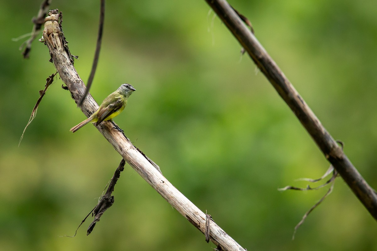Sooty-headed Tyrannulet - ML641612355