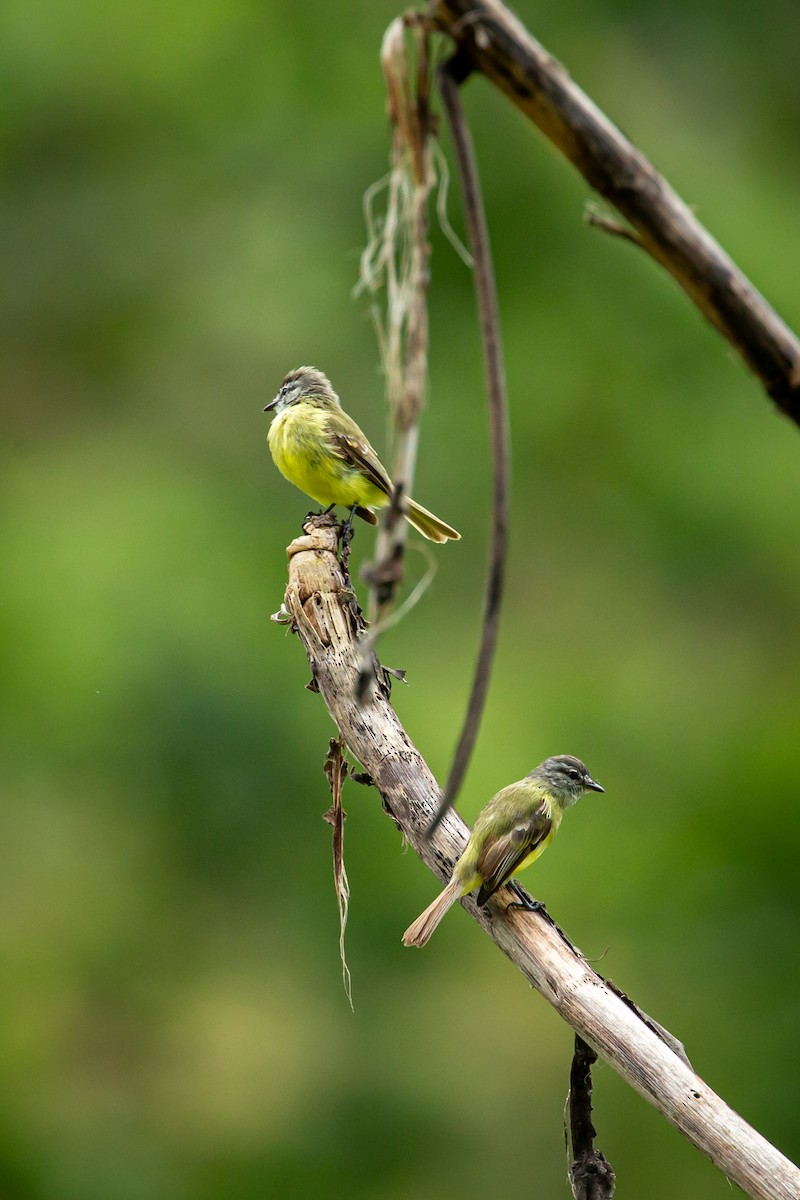 Sooty-headed Tyrannulet - ML641612356