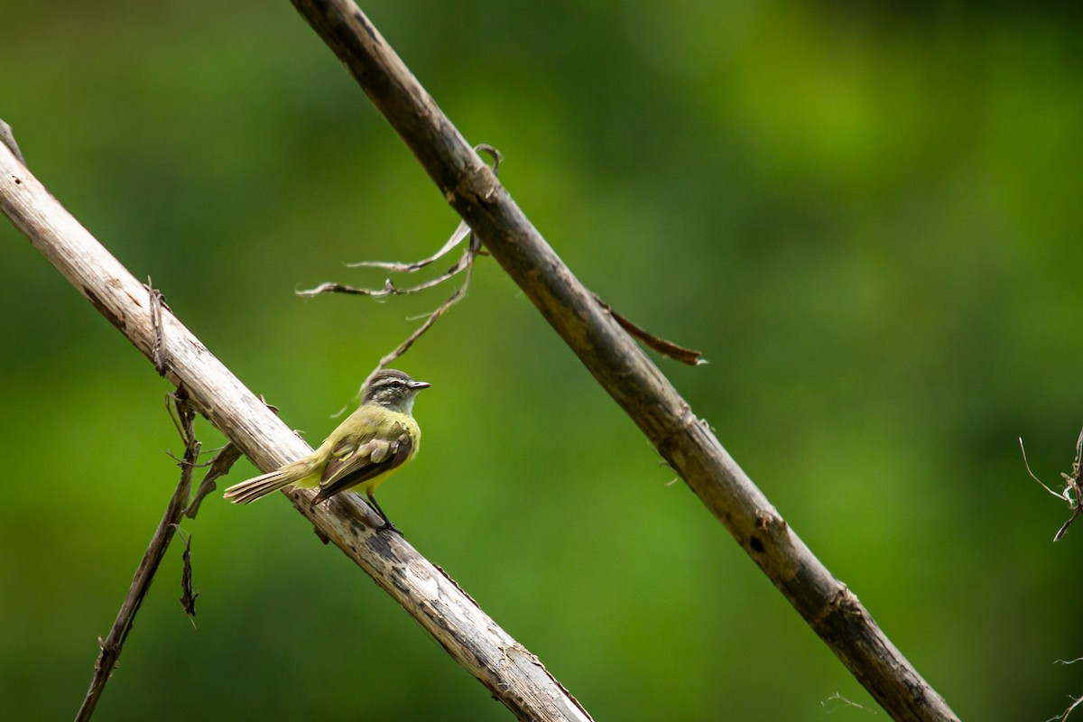 Sooty-headed Tyrannulet - ML641612357