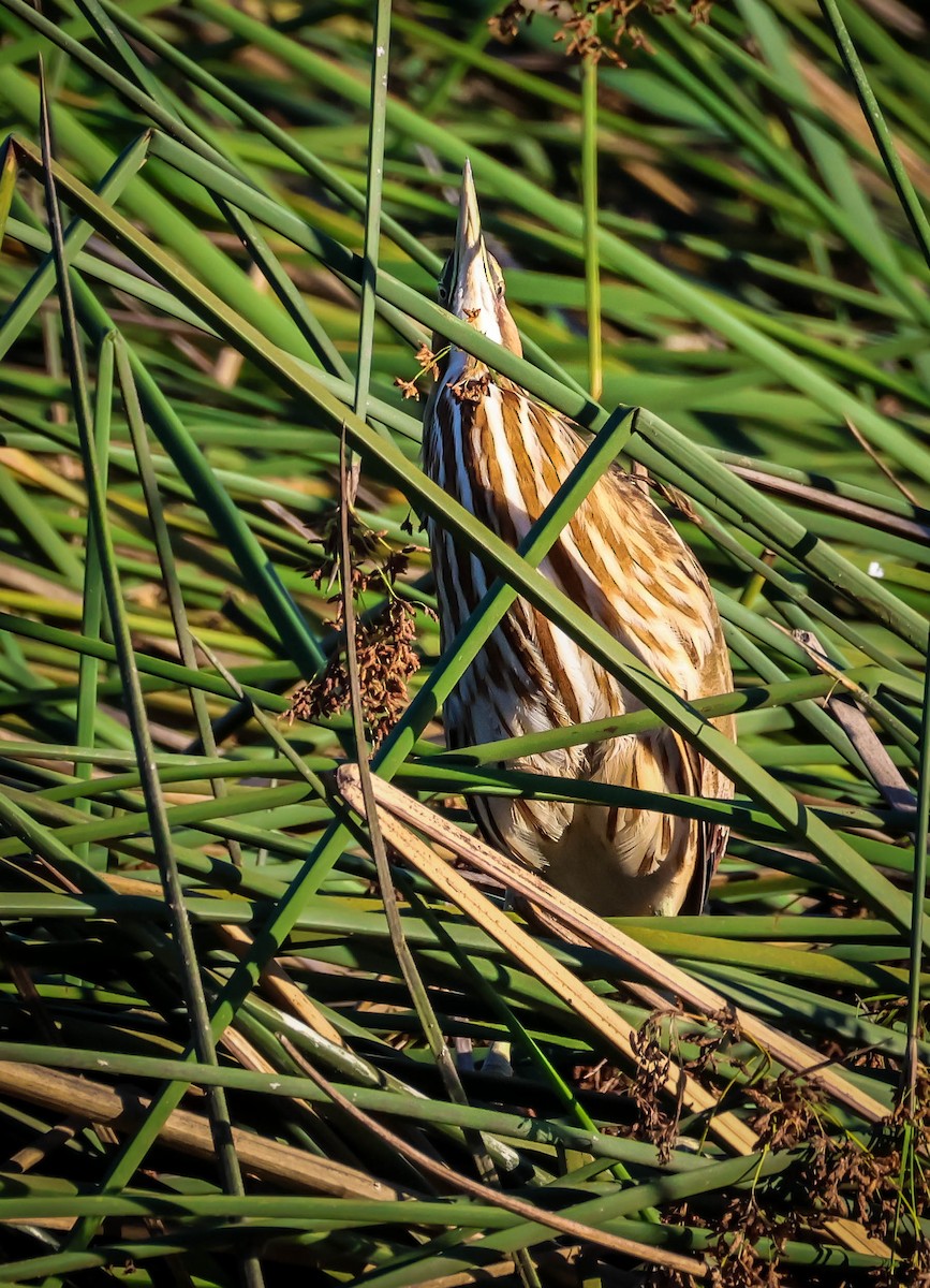 American Bittern - ML641612363