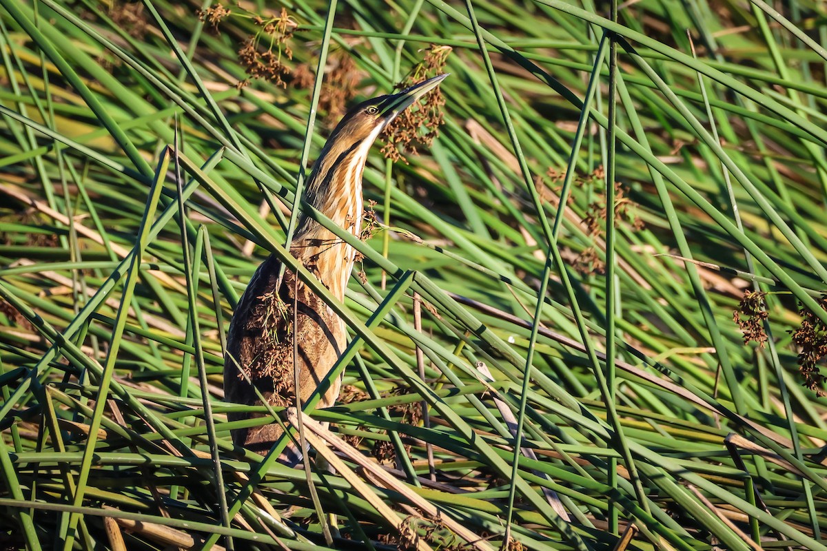 American Bittern - ML641612365