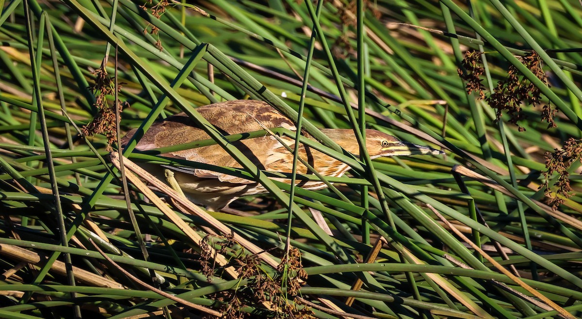 American Bittern - ML641612373