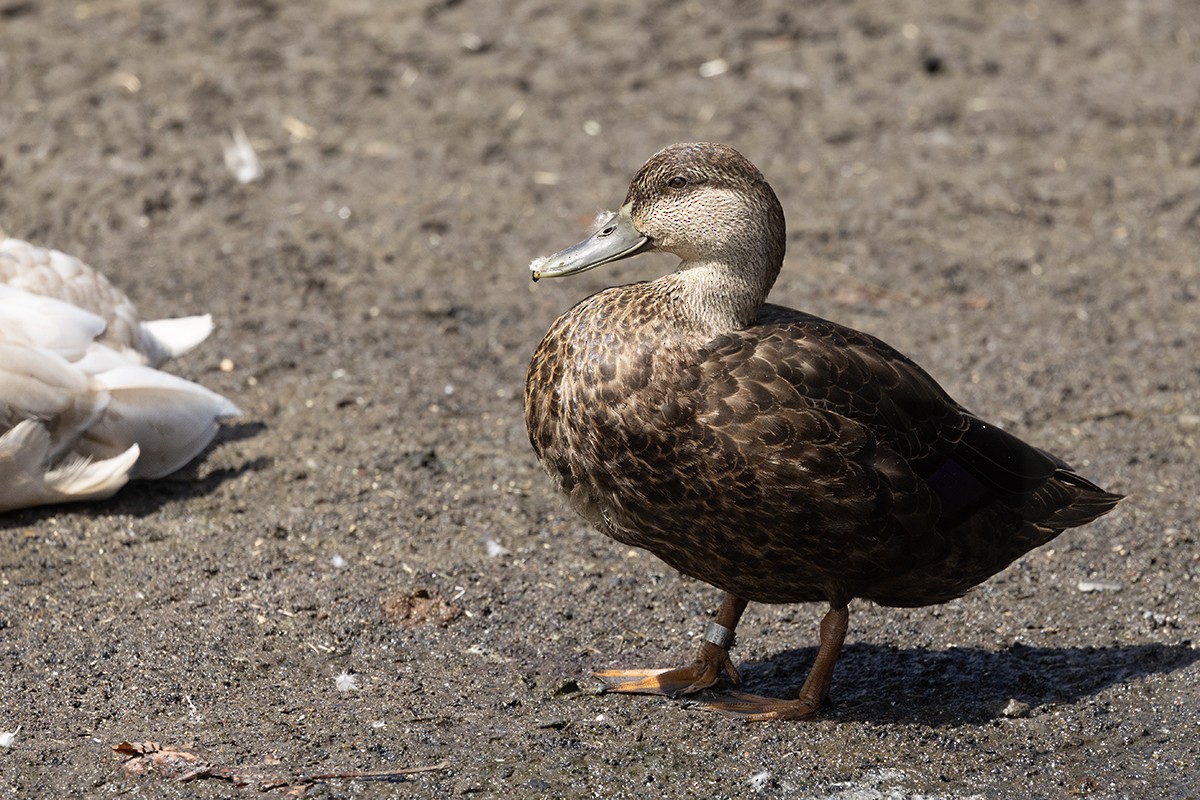 American Black Duck - ML641612382