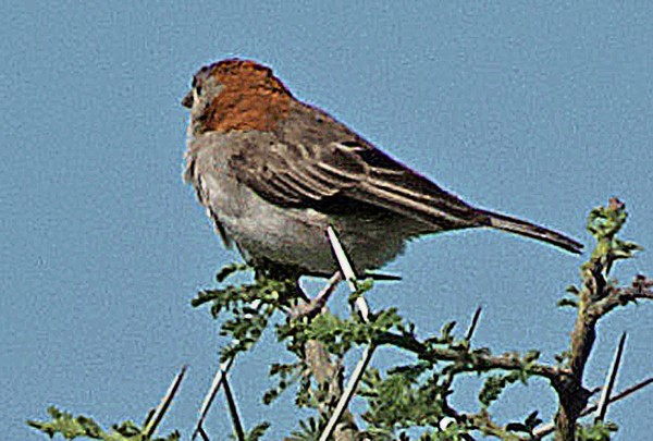 Speckle-fronted Weaver - ML641612394
