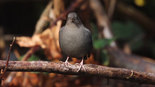 American Dipper - ML641612407