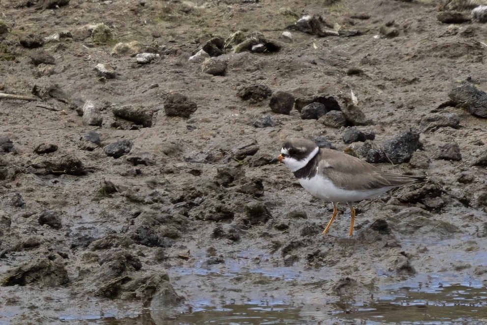 Semipalmated Plover - ML641612410