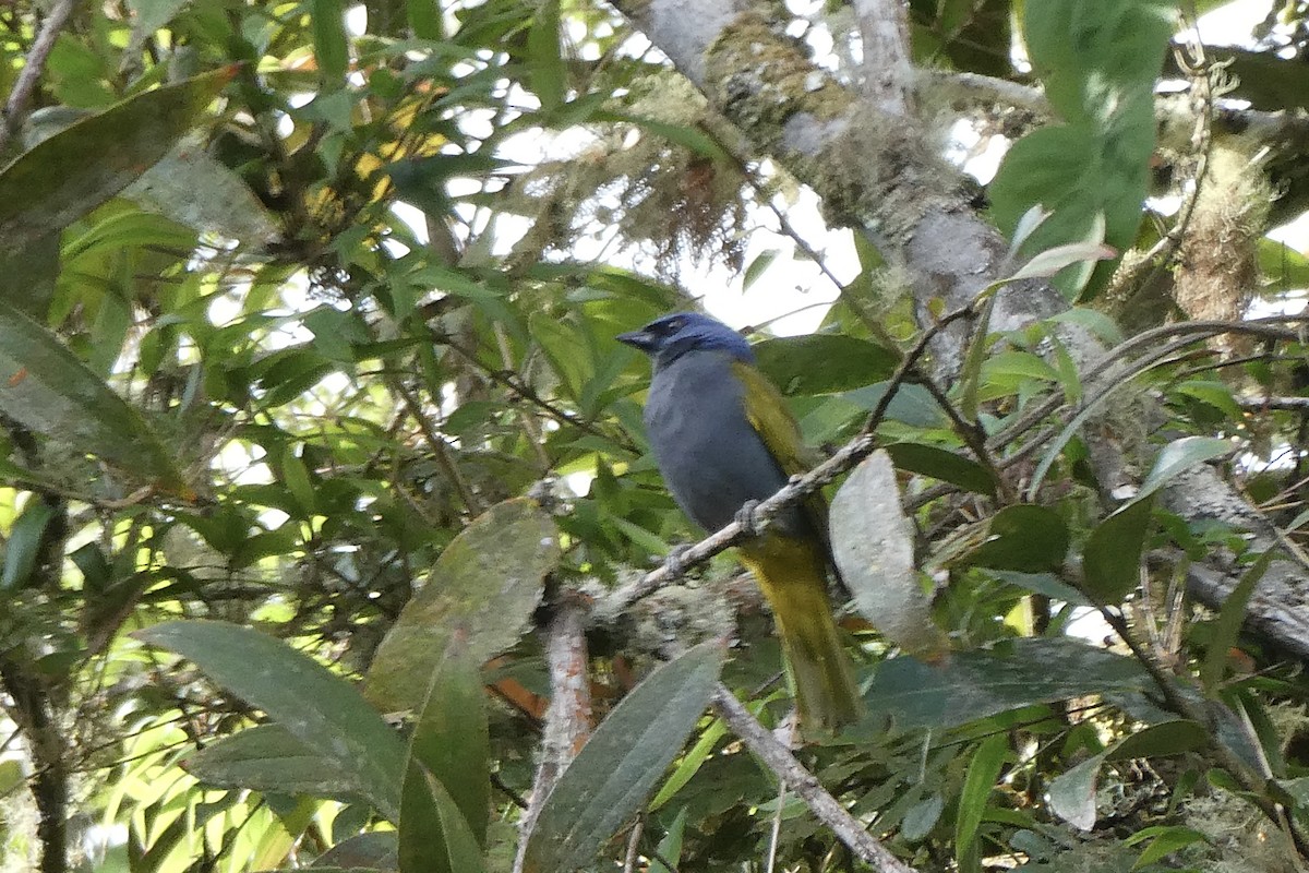 Blue-capped Tanager - ML641612413