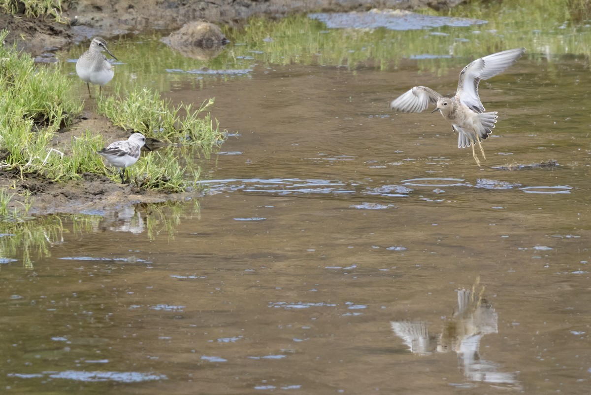Wood Sandpiper - ML641612417