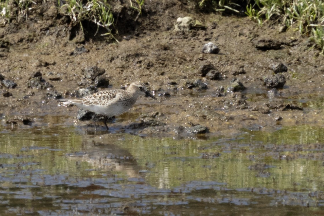Baird's Sandpiper - ML641612436