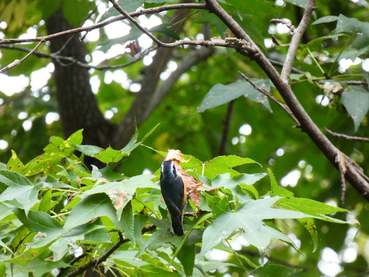 Red-breasted Nuthatch - ML641612437