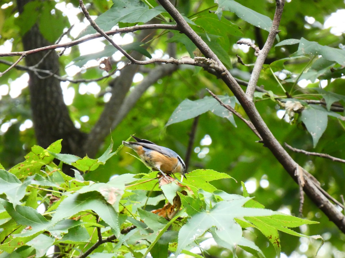 Red-breasted Nuthatch - ML641612438