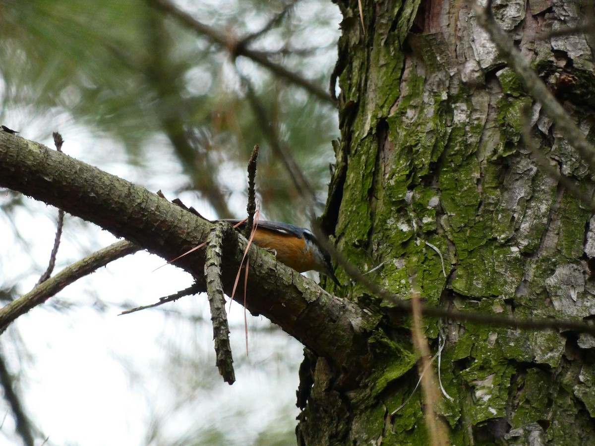 Red-breasted Nuthatch - ML641612440