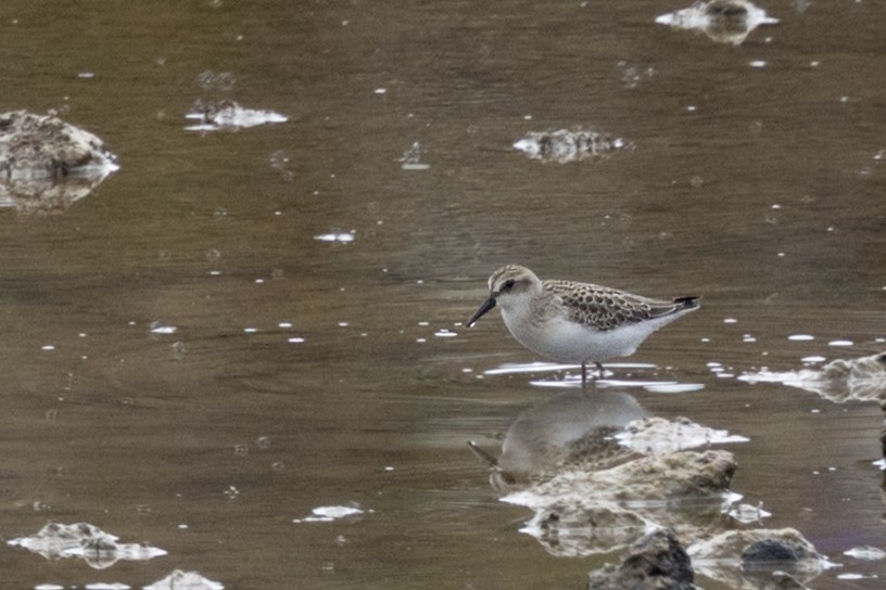 Semipalmated Sandpiper - ML641612444