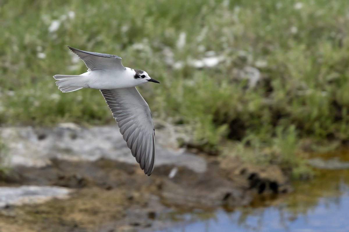 White-winged Tern - ML641612457