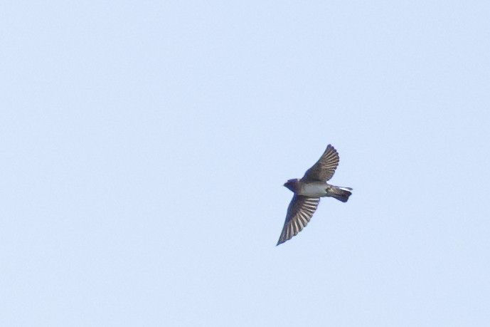 Cliff Swallow - ML641612459