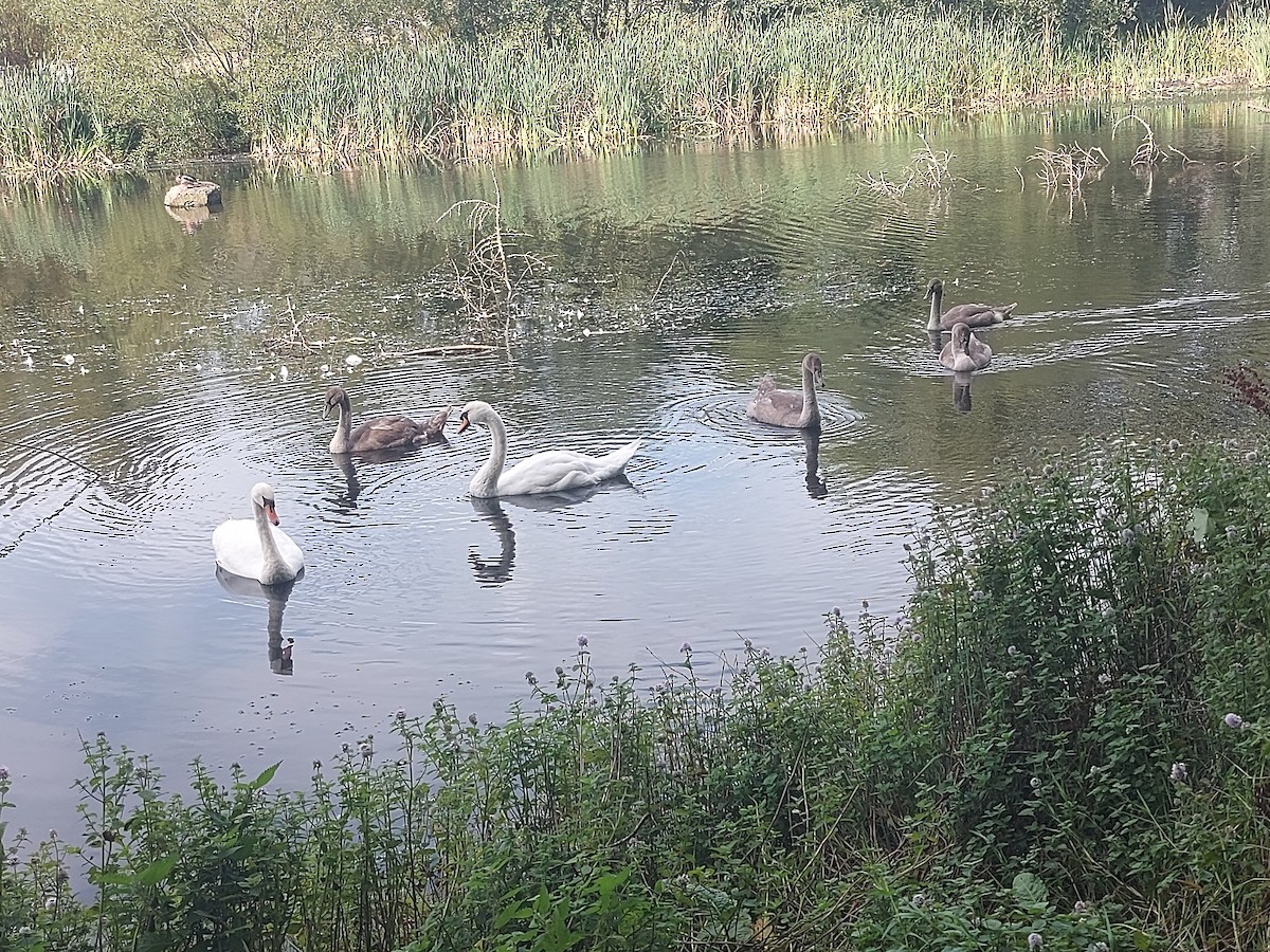 疣鼻天鵝 - ML641612486