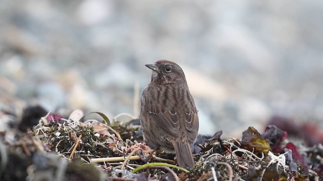 Song Sparrow - ML641612490