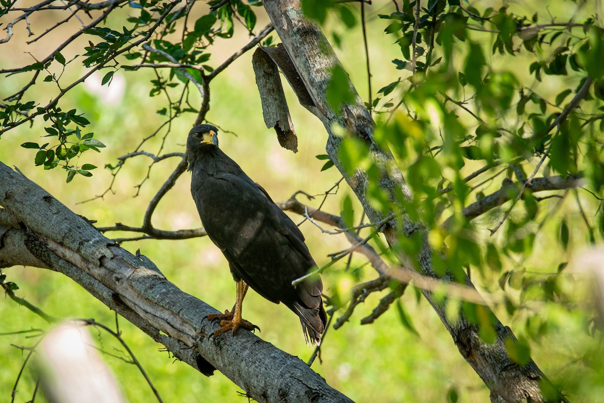 Great Black Hawk - ML641612506