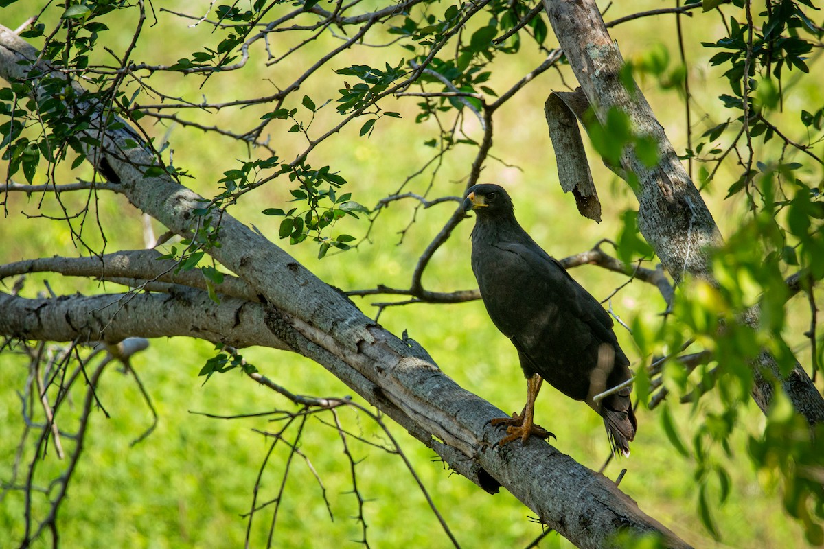 Great Black Hawk - ML641612507
