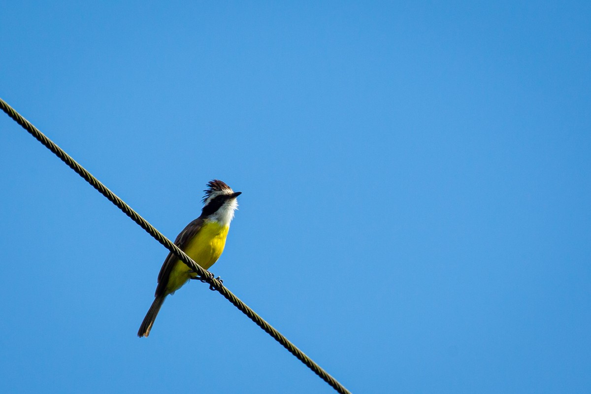 White-bearded Flycatcher - ML641612536