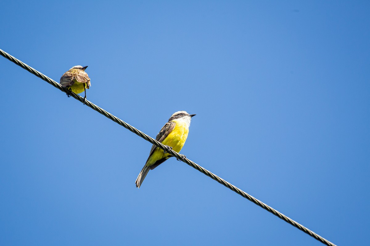 White-bearded Flycatcher - ML641612537