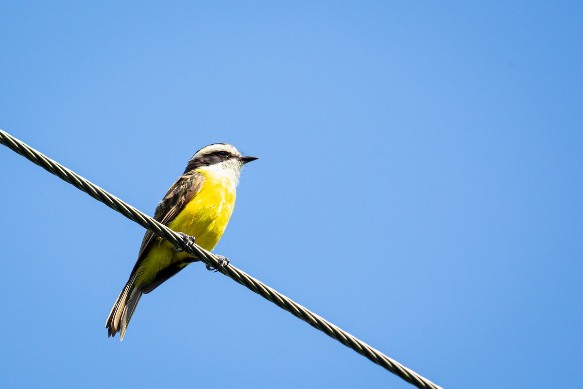 White-bearded Flycatcher - ML641612538