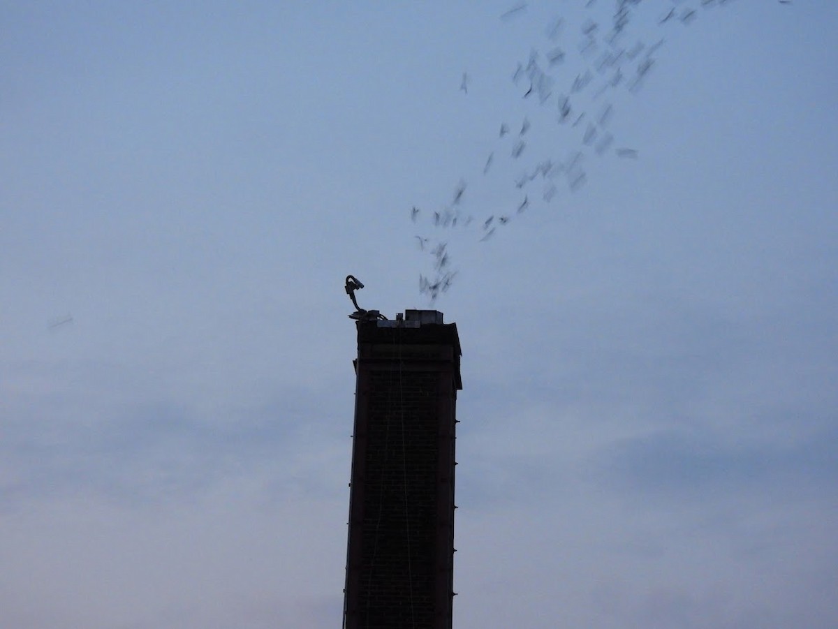 Vaux's Swift - ML641612556