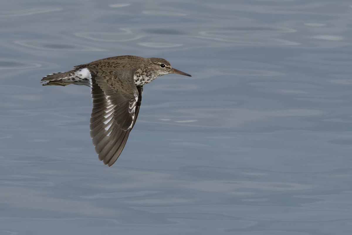 Spotted Sandpiper - ML641612561