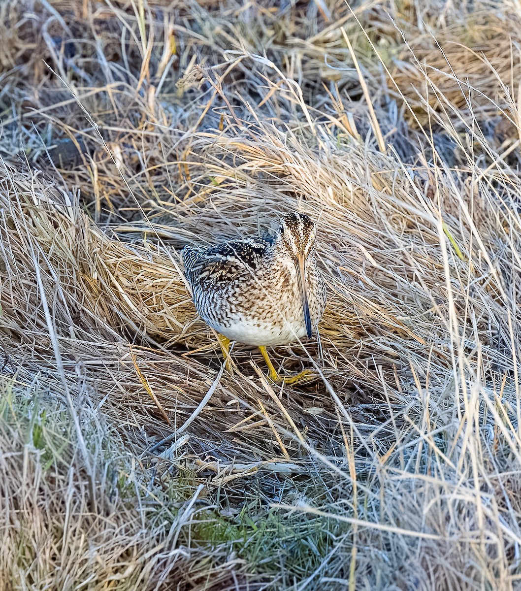 Magellanic Snipe - ML641612564
