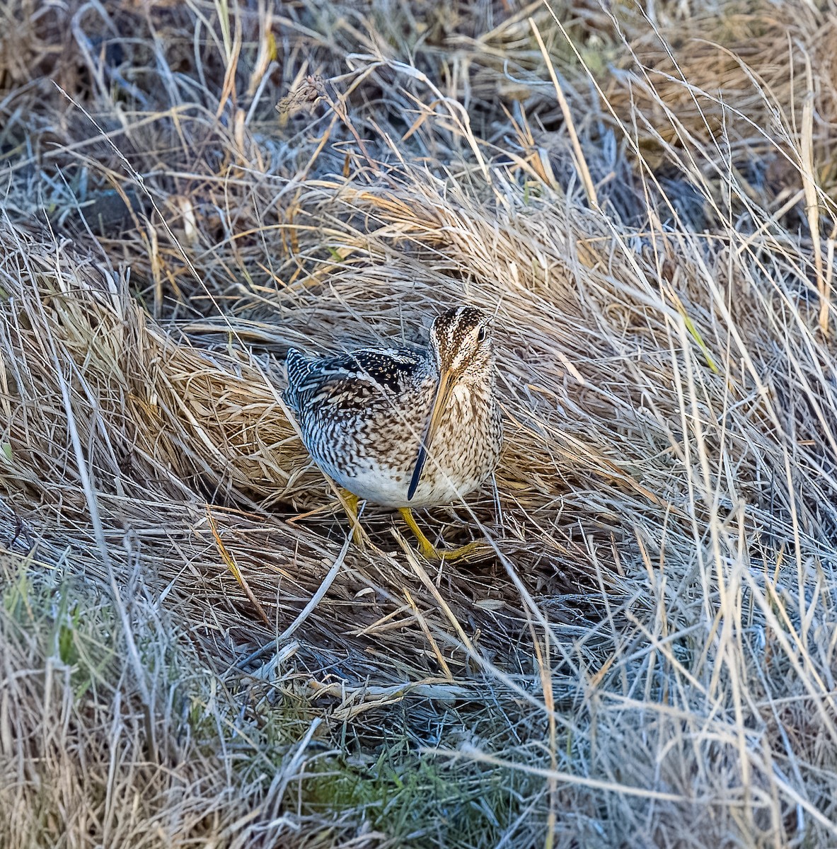 Magellanic Snipe - ML641612565