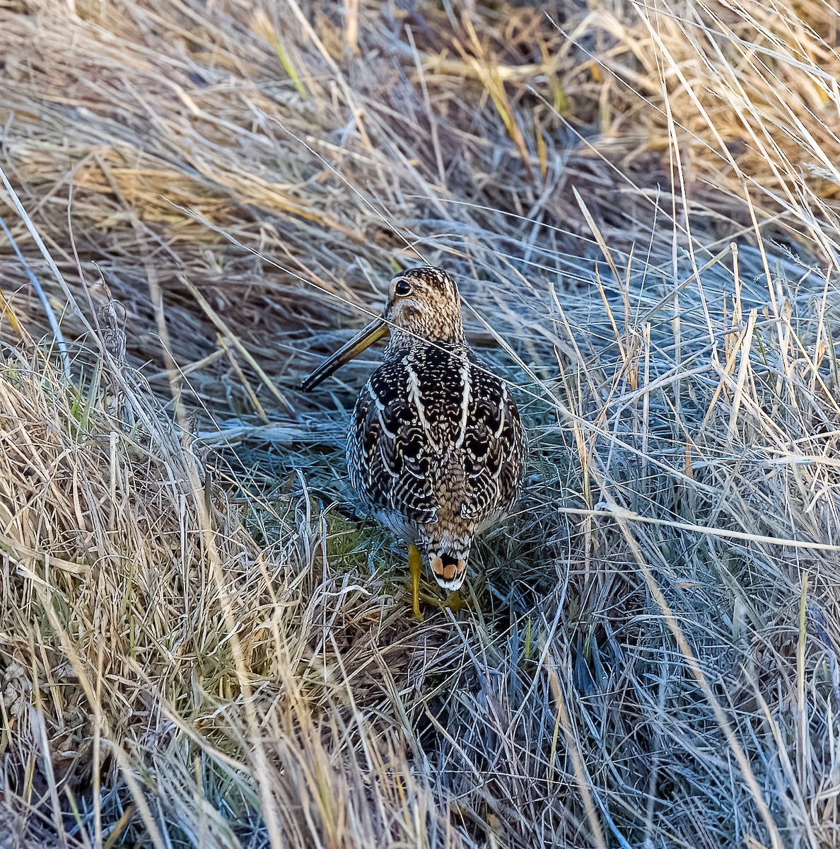 Magellanic Snipe - ML641612566