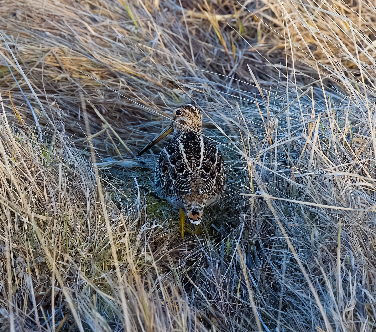 Magellanic Snipe - ML641612567