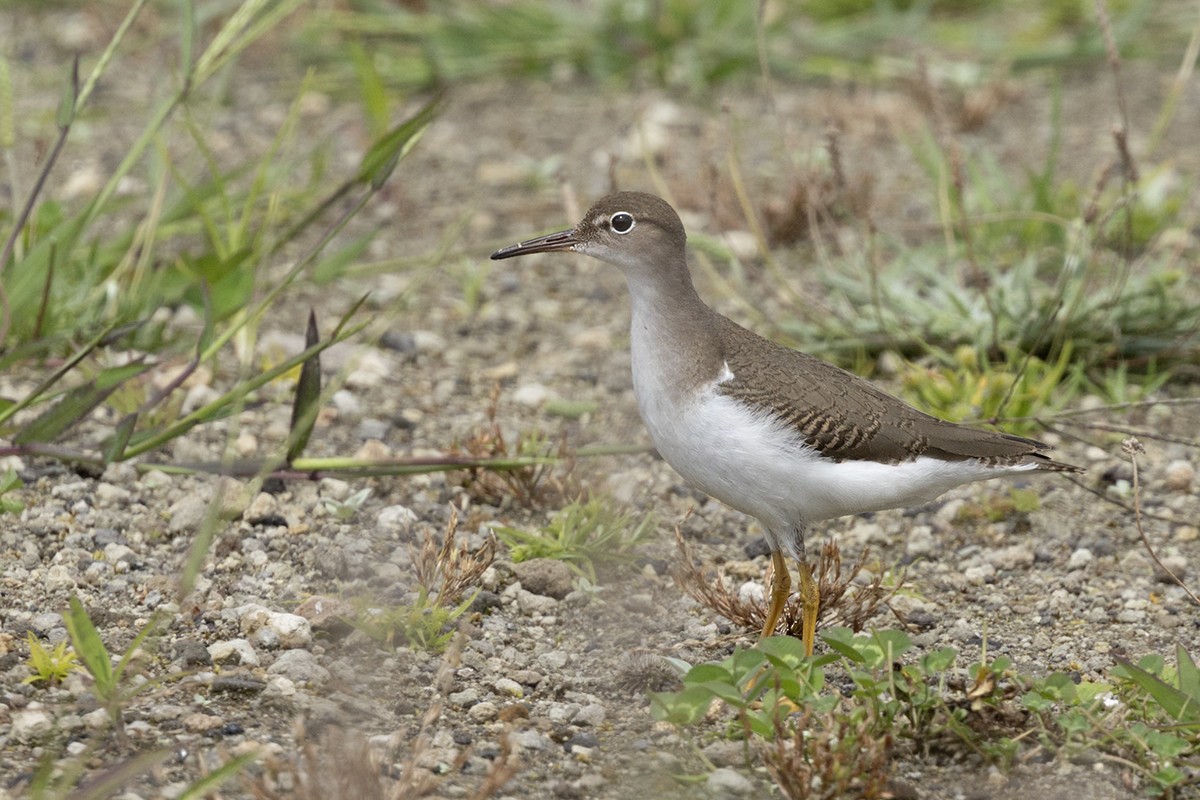 Spotted Sandpiper - ML641612572