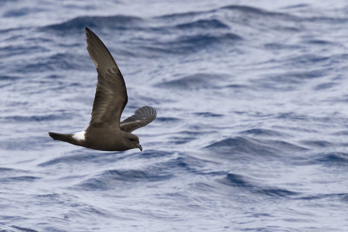 Monteiro's Storm-Petrel - ML641612599