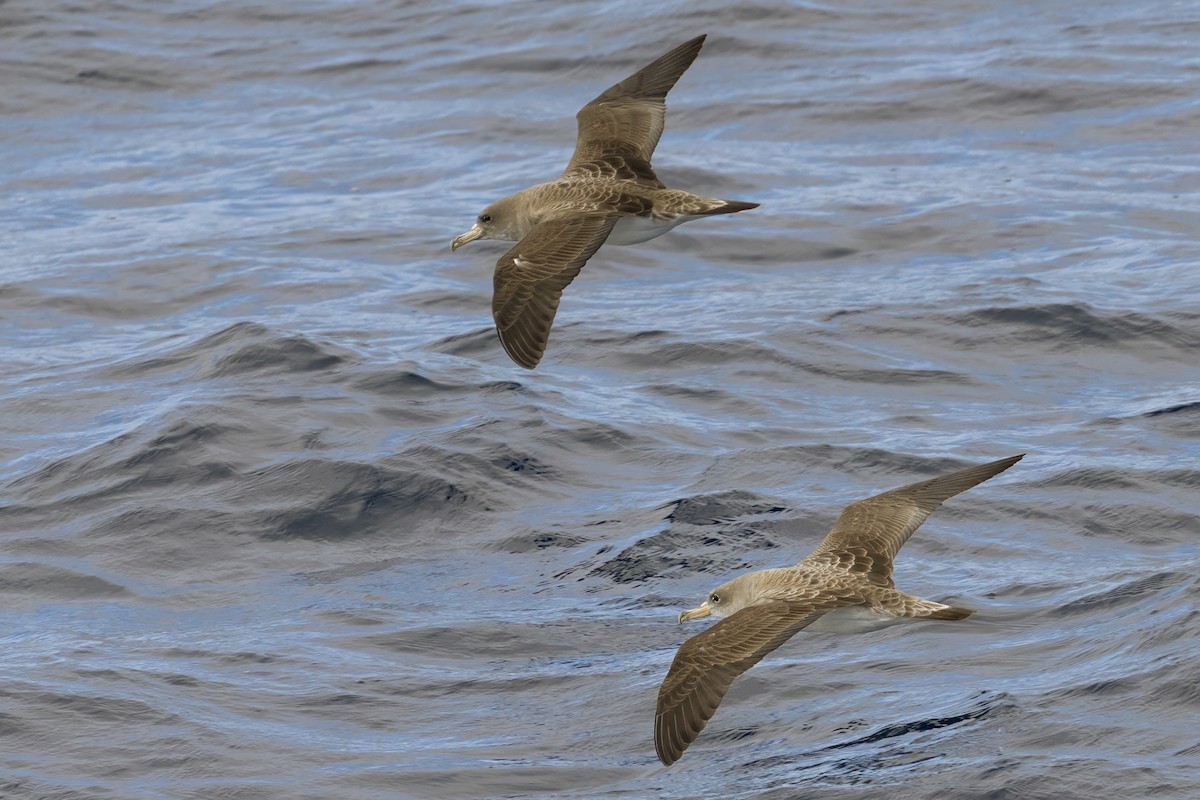Scopoli's Shearwater - ML641612628