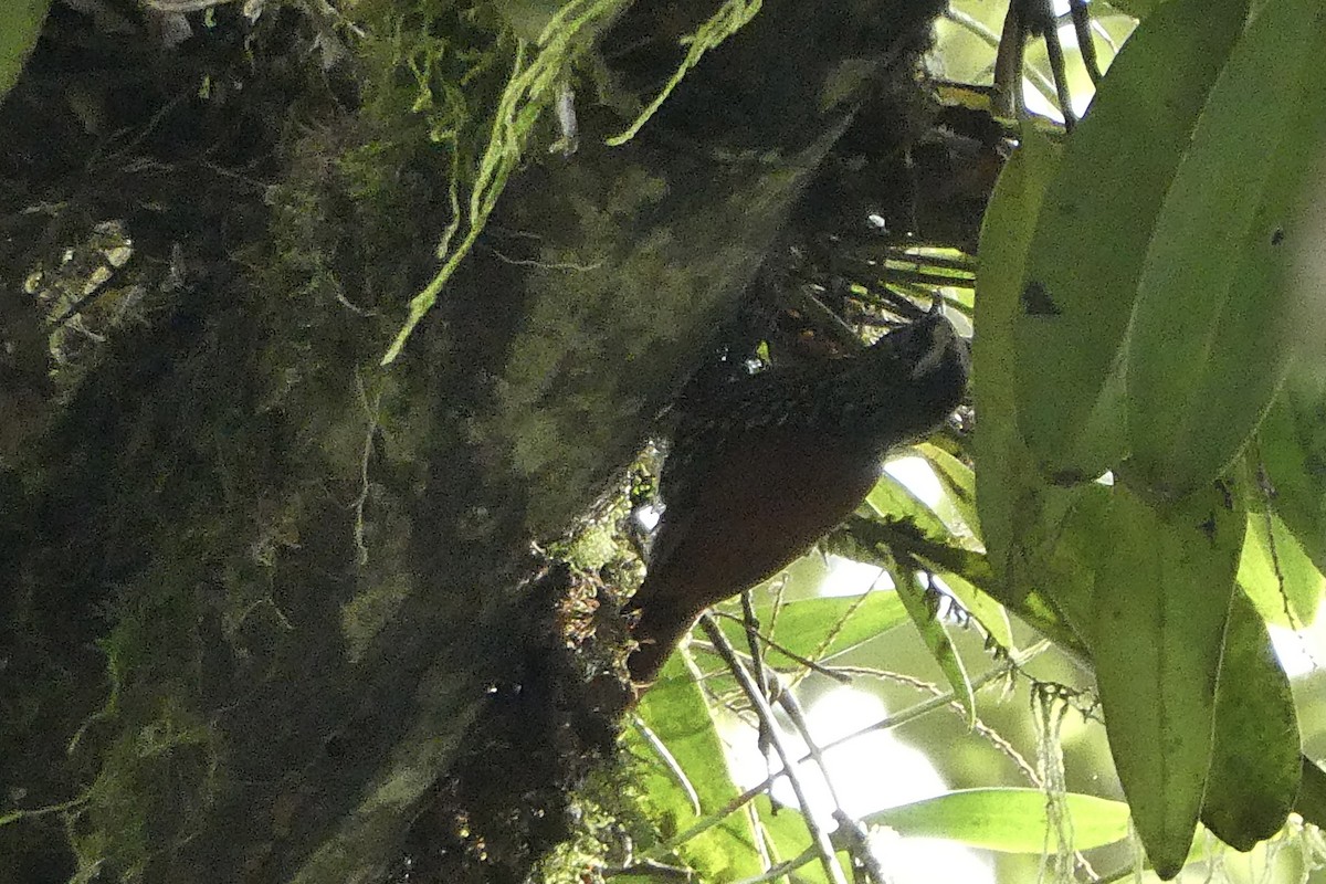 Pearled Treerunner - ML641612662