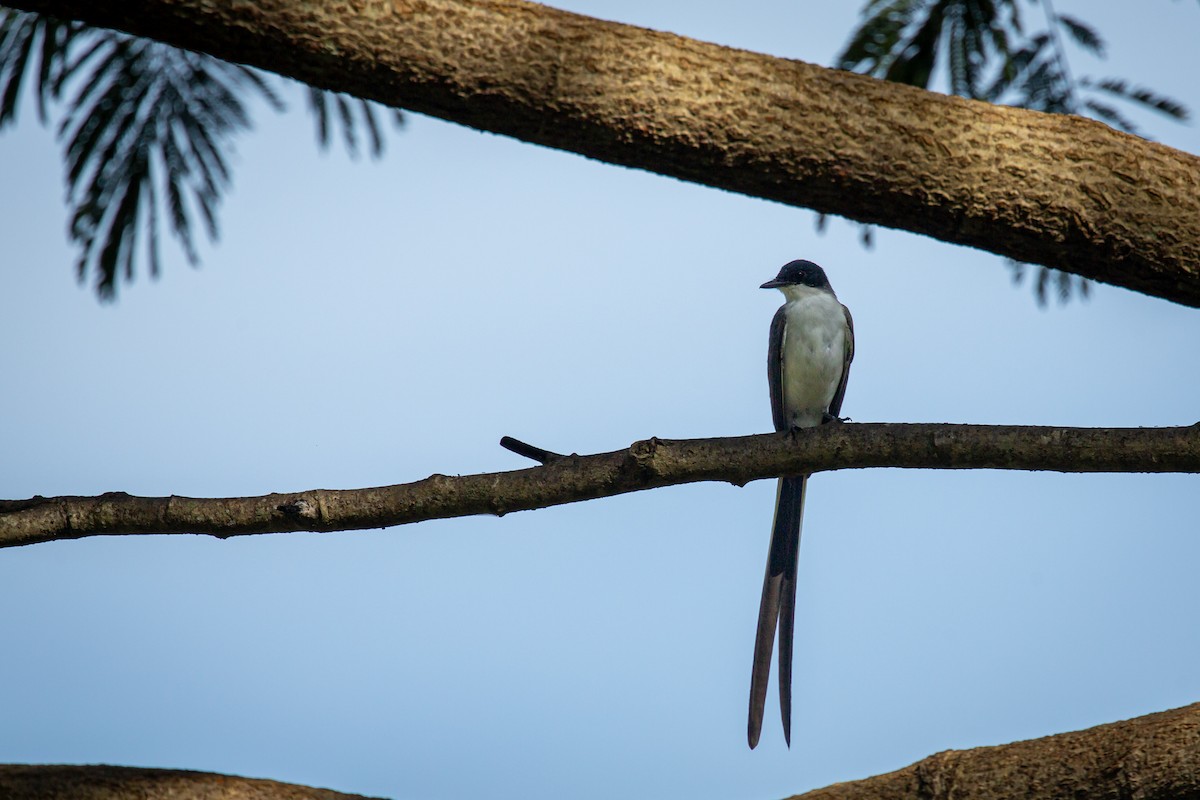 Fork-tailed Flycatcher - ML641612681