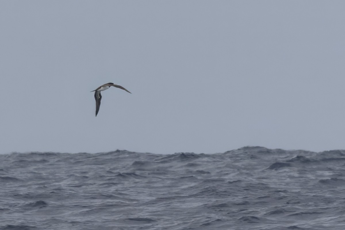 Brown Booby - ML641612682