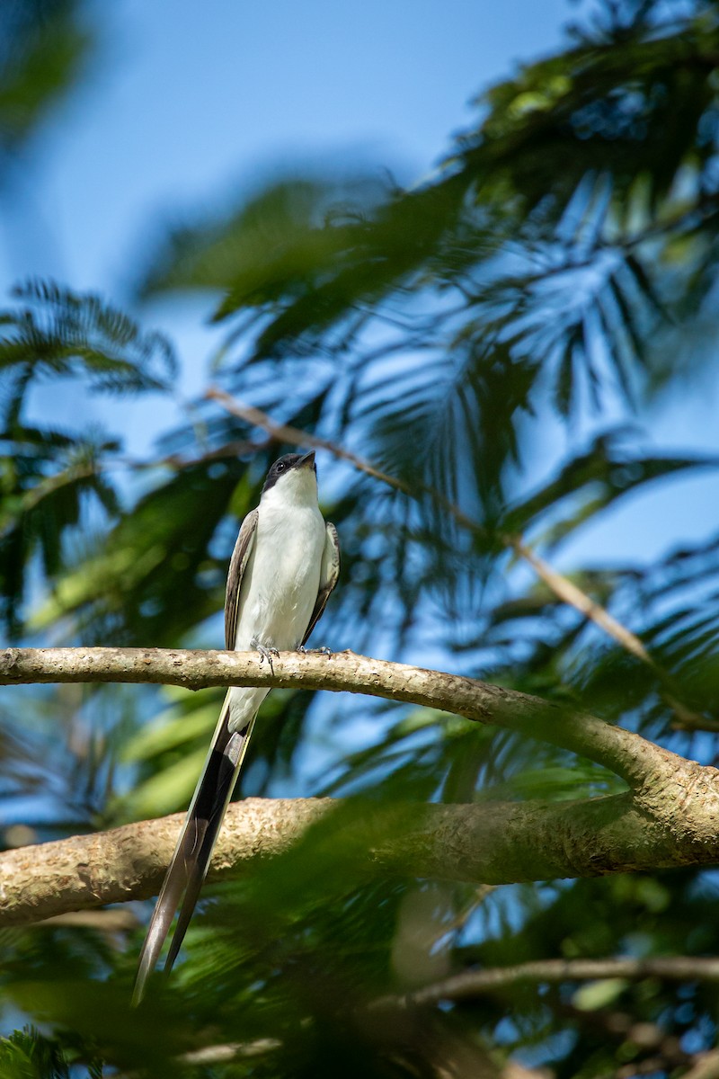 Fork-tailed Flycatcher - ML641612683