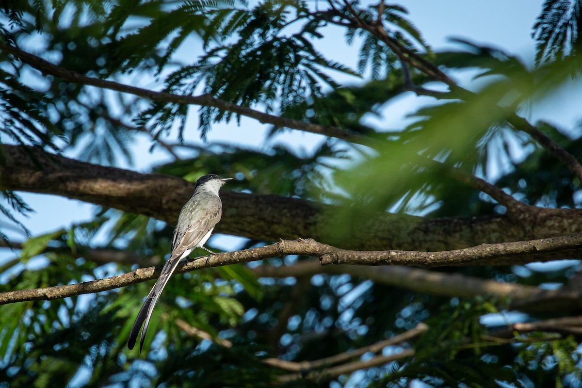 Fork-tailed Flycatcher - ML641612684