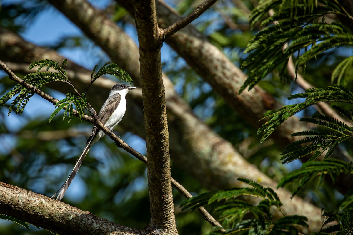 Fork-tailed Flycatcher - ML641612685