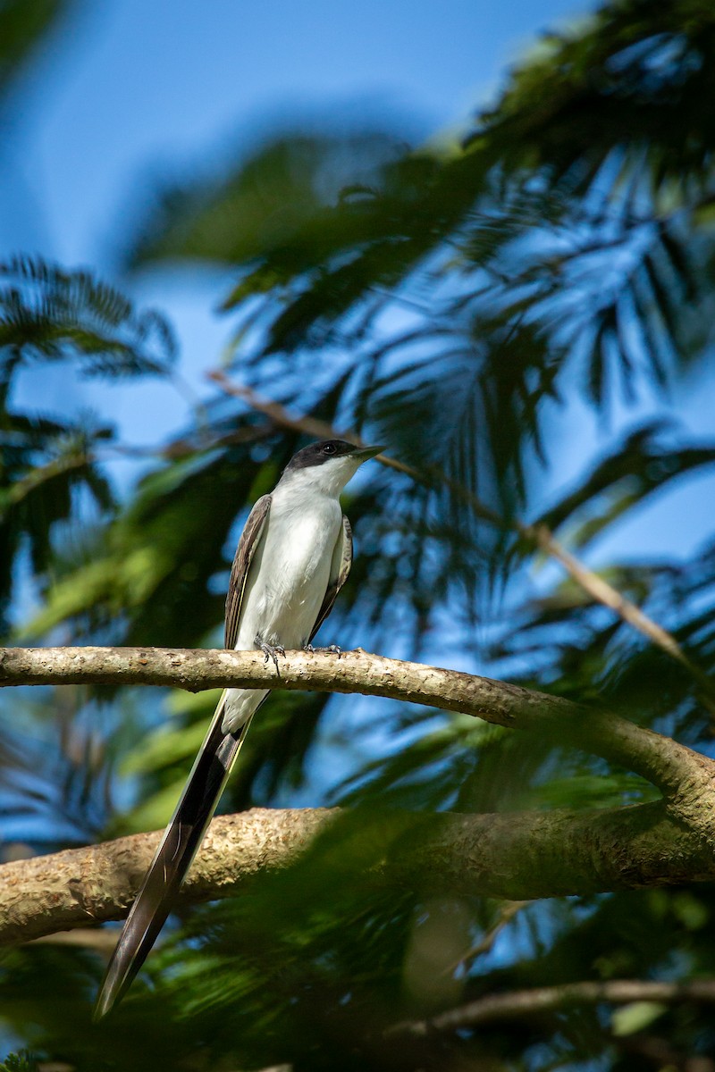 Fork-tailed Flycatcher - ML641612686