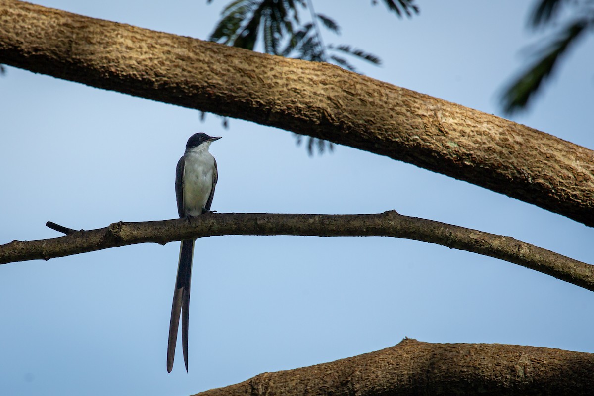 Fork-tailed Flycatcher - ML641612687