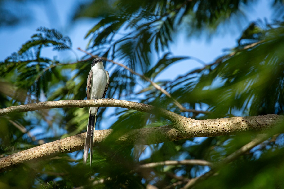 Fork-tailed Flycatcher - ML641612688