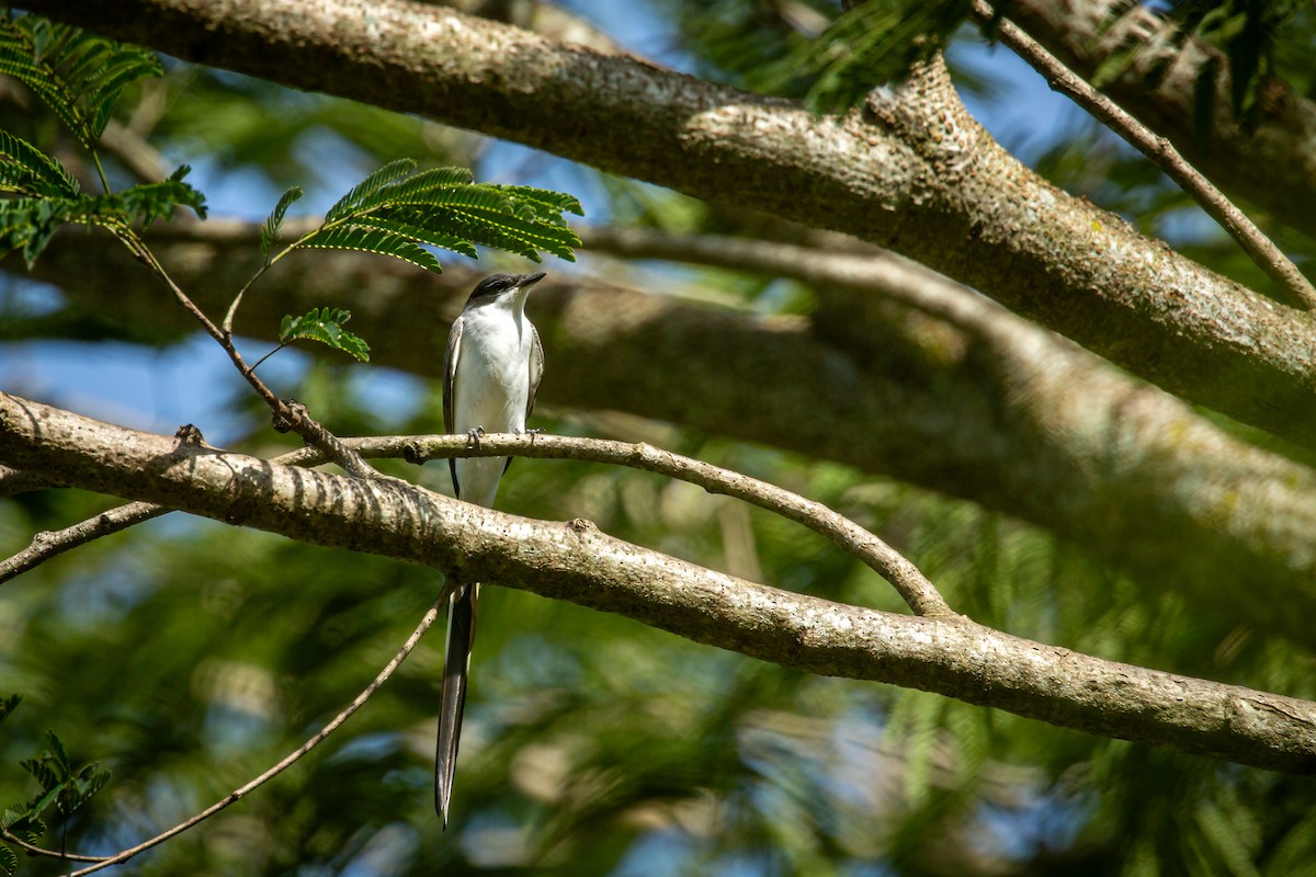 Fork-tailed Flycatcher - ML641612689