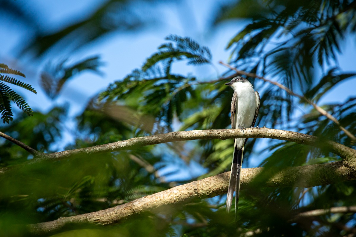 Fork-tailed Flycatcher - ML641612691