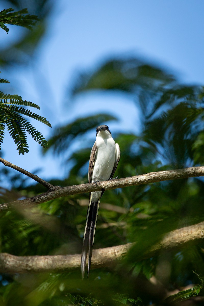 Fork-tailed Flycatcher - ML641612692